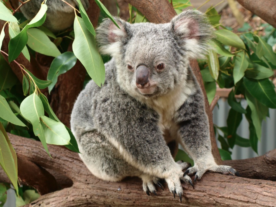 fakta menarik tentang koala