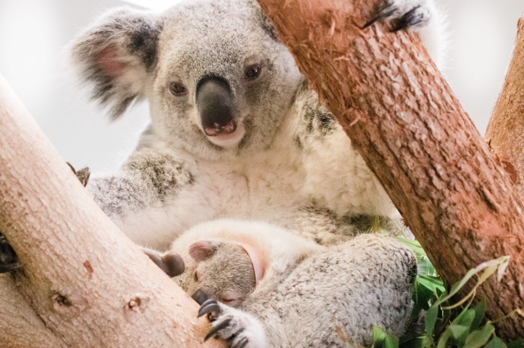 fakta menarik tentang koala
