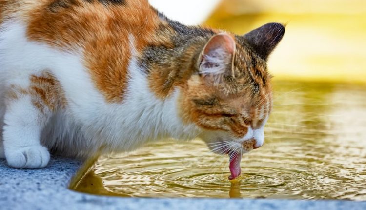 Tanda-tanda kucing dehidrasi pada kucing yang sakit